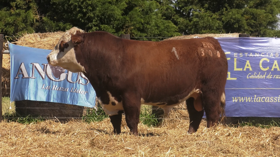 Lote TOROS P. HEREFORD PURO REGISTRADO