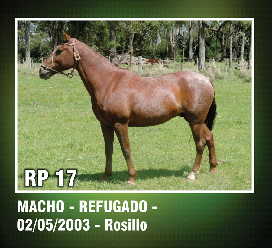 Lote MACHO REFUGADO ROSILLO