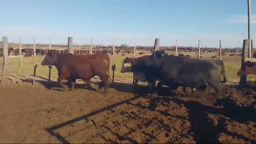 Lote 33 Novillos en Gualeguay, Entre Ríos