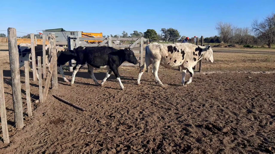 Lote 15 Terneros en Sunchales, Santa Fe