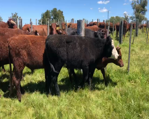 Lote 10 Novillos 2 a 3 años en Tupambaé, Cerro Largo