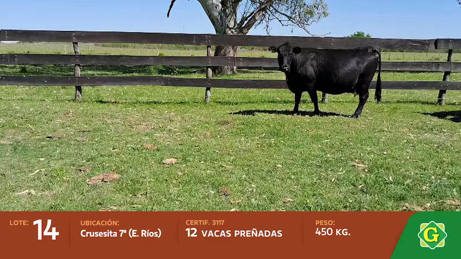 Lote Vacas preñadas en Crucecitas 7Ma