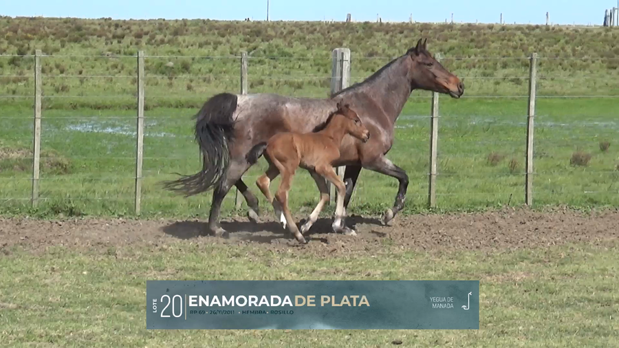 Lote Yeguarizos a remate en Criollos, Montevideo