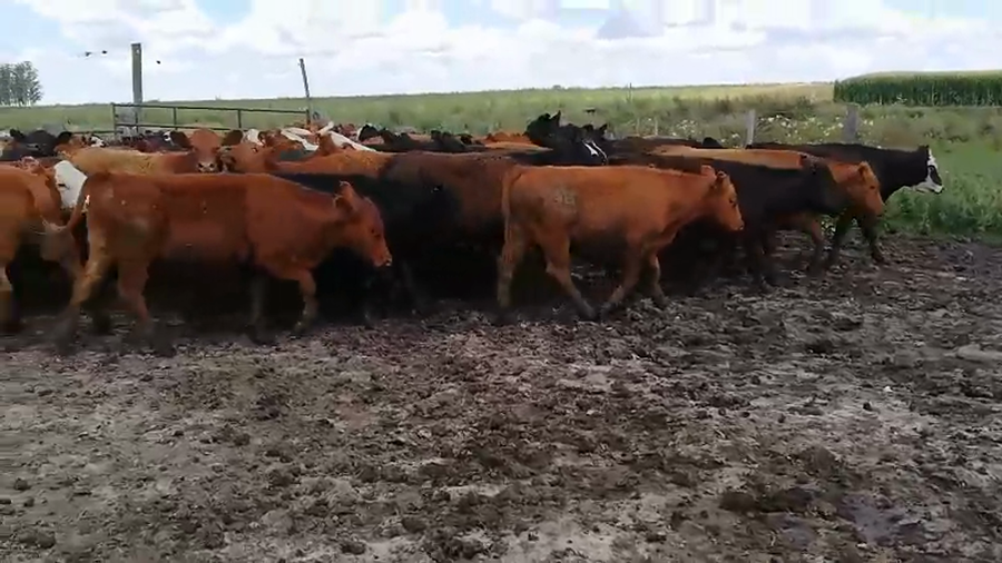 Lote 70 Terneros/as en Federal, Entre Ríos