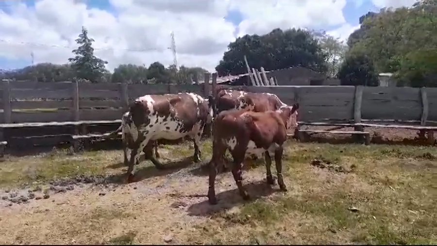 Lote PIEZAS DE CRIA SN