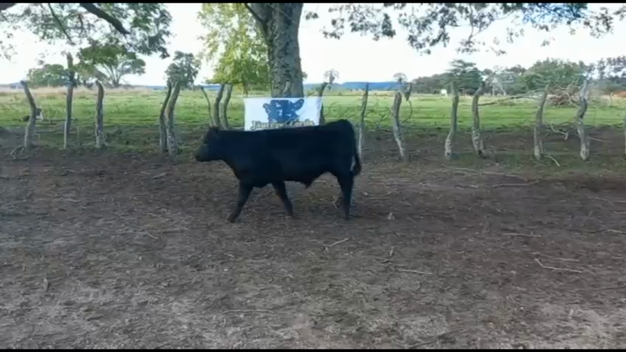 Lote 70 Terneros/as en Concordia, Entre Ríos