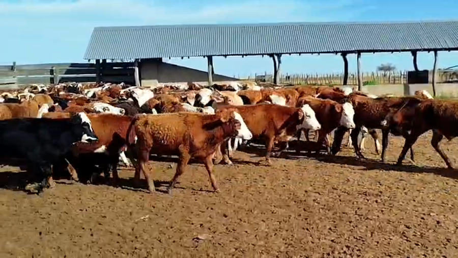 Lote 110 Novillitos