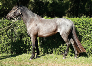 Lote Rico Pastel Bordona