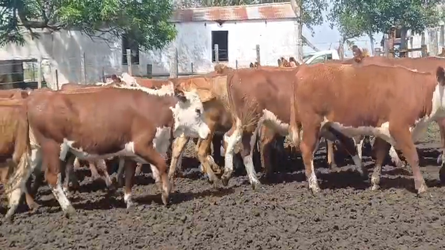 Lote (Vendido)34 Vaquillonas 1 a 2 años HE - HE/ AA a remate en #50 Pantalla Carmelo 290kg -  en FLORES