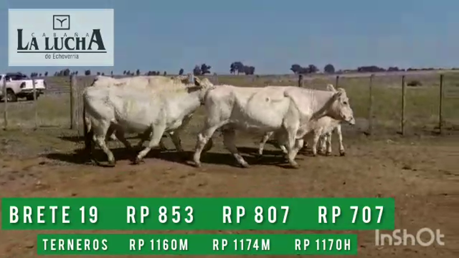 Lote PIEZAS DE CRIAS PI CON 2 MACHOS Y 1 HEMBRA