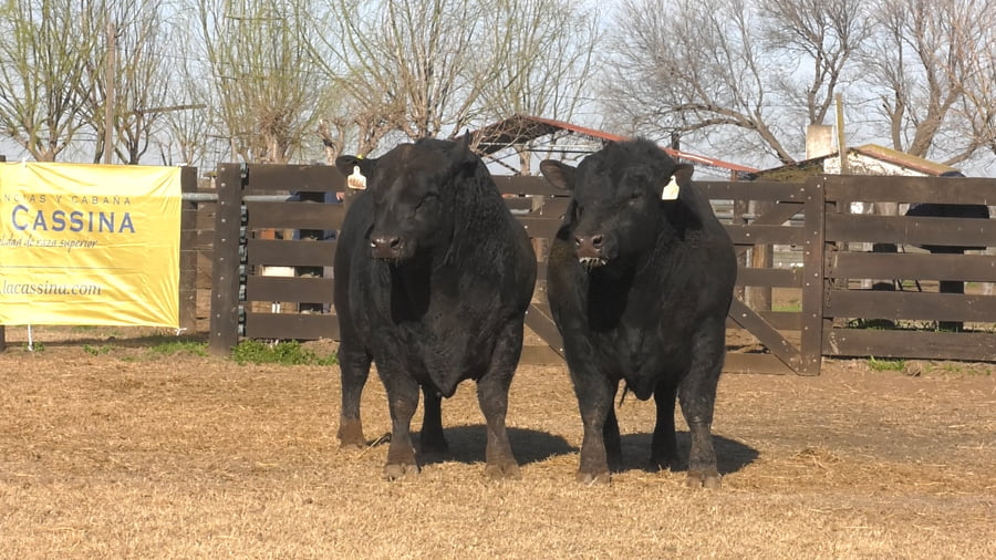 Lote TOROS  ANGUS  PUROS  DE  PEDIGREE