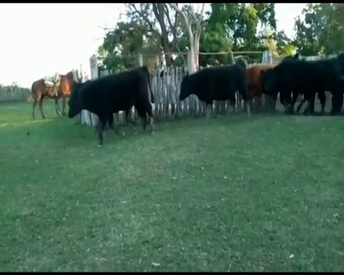 Lote 40 Terneros/as en Federal, Entre Ríos