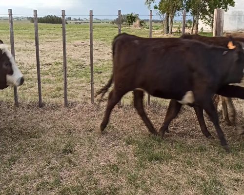 Lote VAQUILLONAS DE 345 -355KG