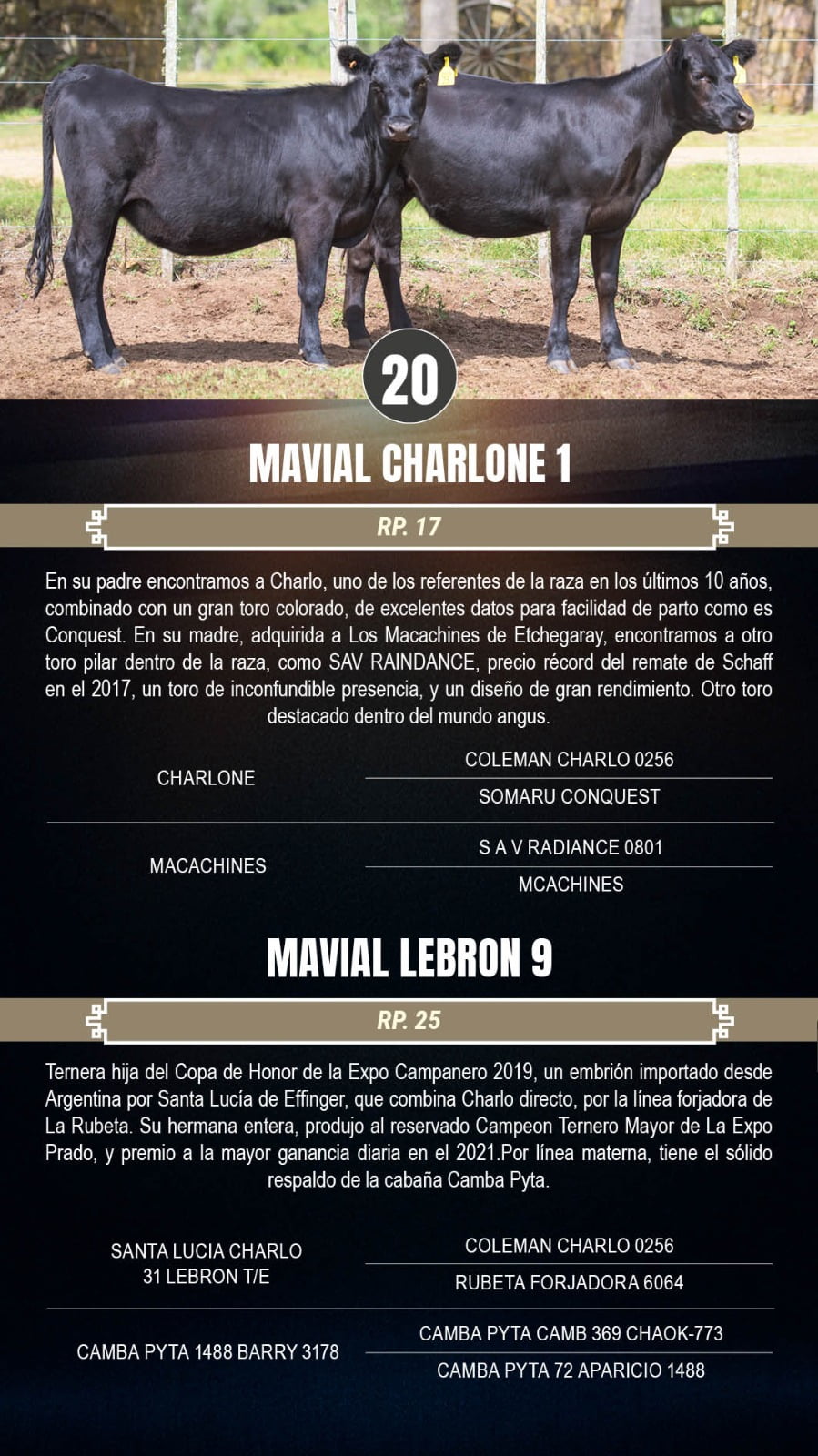 Lote 2 Terneras a remate en 3º Remate Cabaña El Mavial, Lavalleja