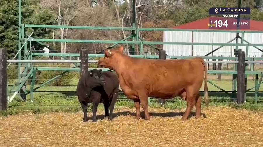 Lote VAQUILLONAS A. ANGUS PP