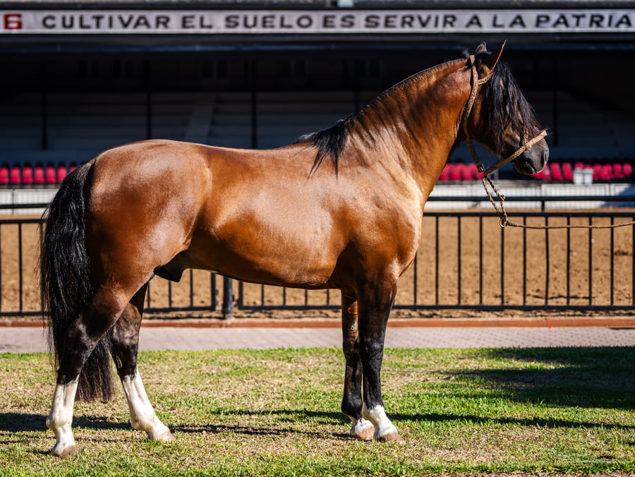 Lote GOYAZ CHICO CHOLO