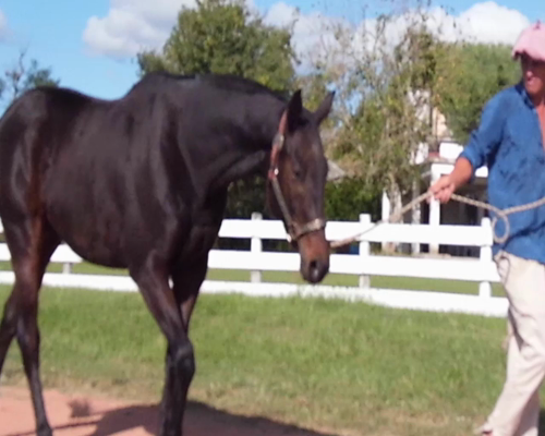Lote BRIGADEIRO LOLO