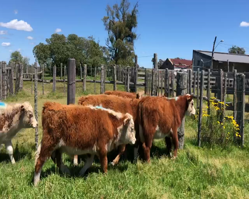 Lote 5 Terneros en Tupambaé, Cerro Largo