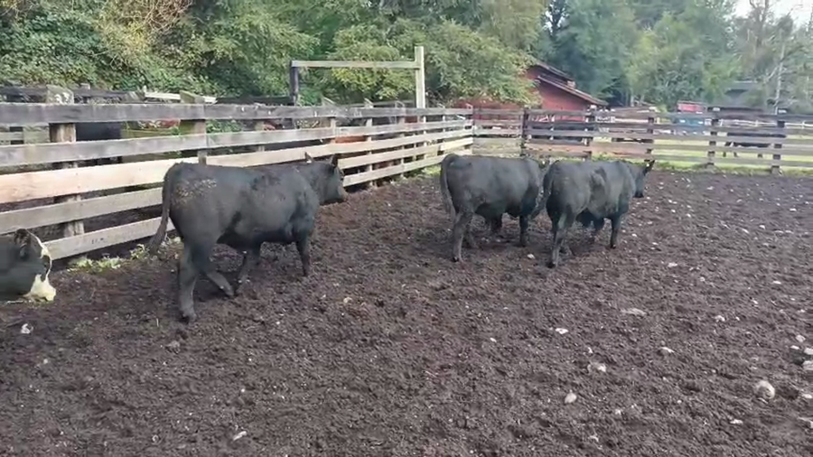 Lote 96 Ternero en Puyehue, X Región Los Lagos