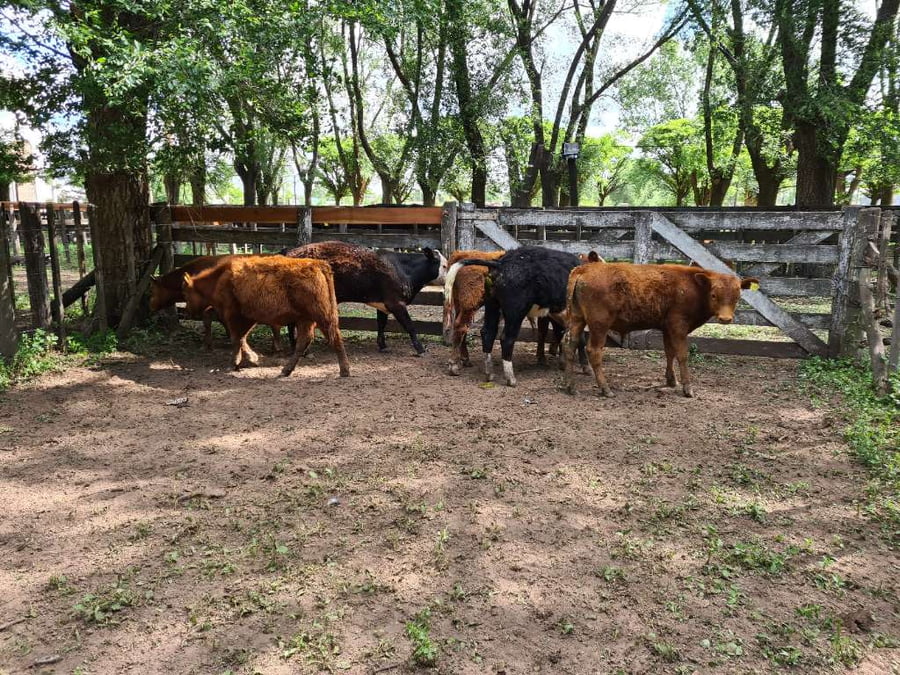 Lote 6 Terneros en Gral. Lamadrid, Buenos Aires