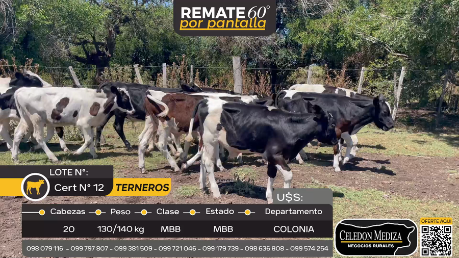 Lote 20 Terneros en Artilleros, Colonia
