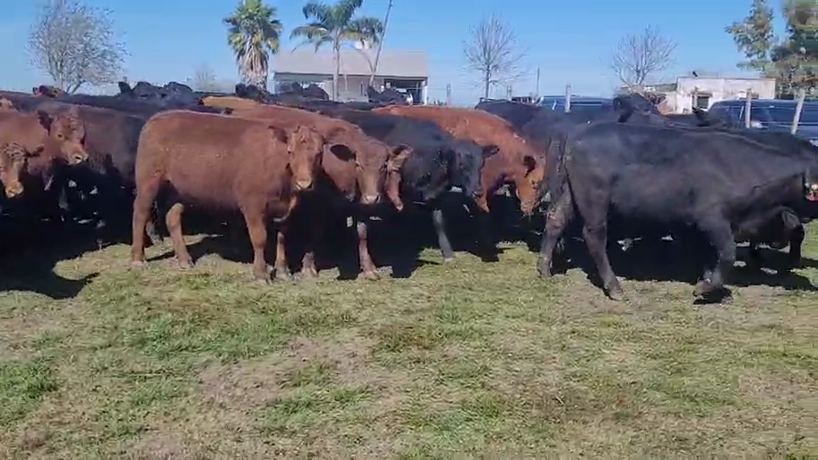 Lote 72 Novillitos en Villa Elisa, Entre Ríos