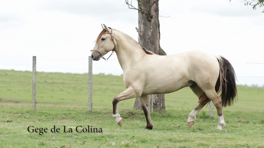 Lote GEGE DE LA COLINA R.P 136