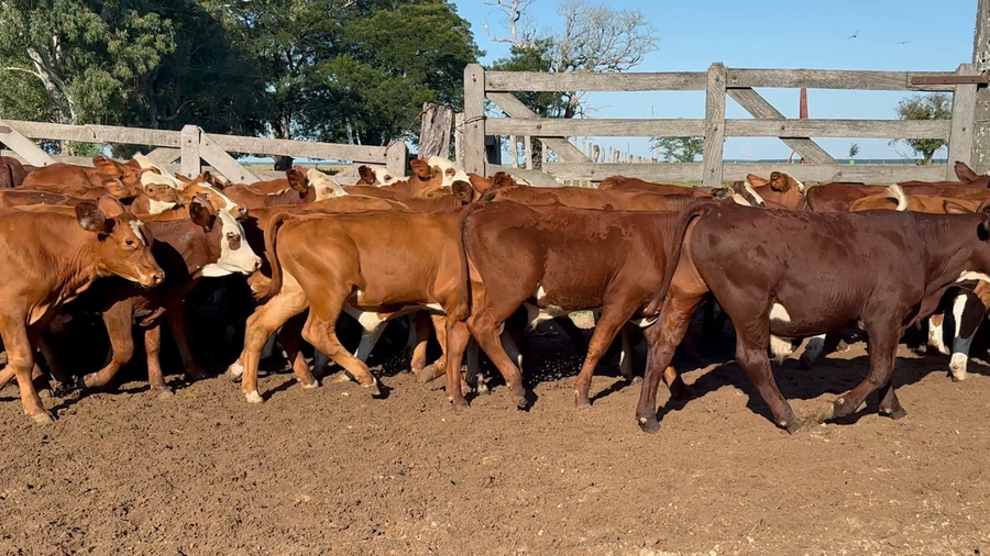 Lote 110 Terneros en Corrientes, Nueve de Julio