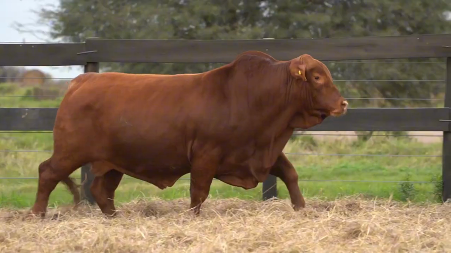 Lote Toros Brangus