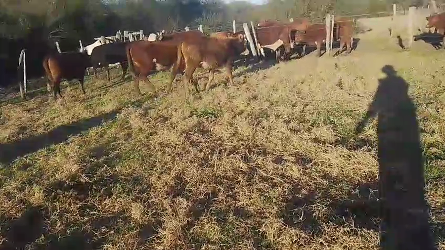 Lote 10 Terneras en Corrientes, Curuzú-Cuatiá