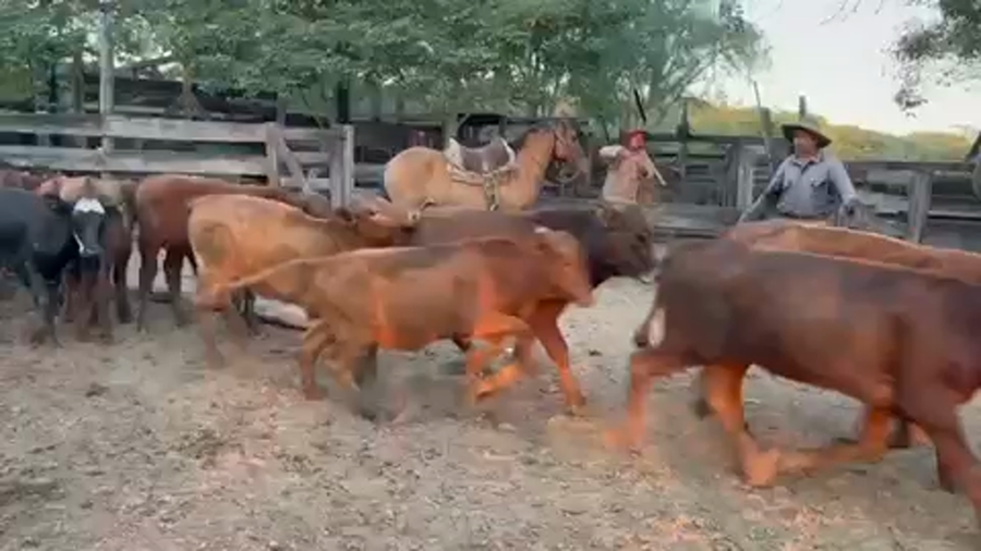 Lote 120 Terneros/as en Formosa, Formosa