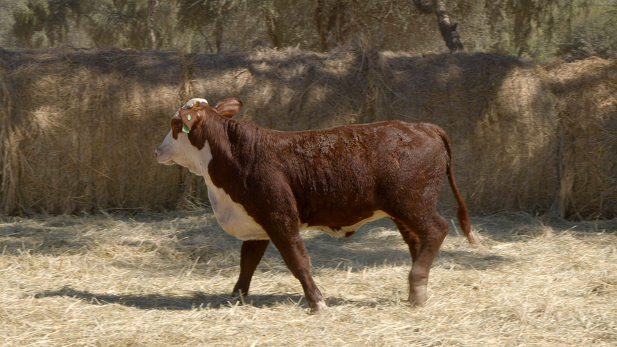 Lote HEMBRAS Remate Nucleo Genbra