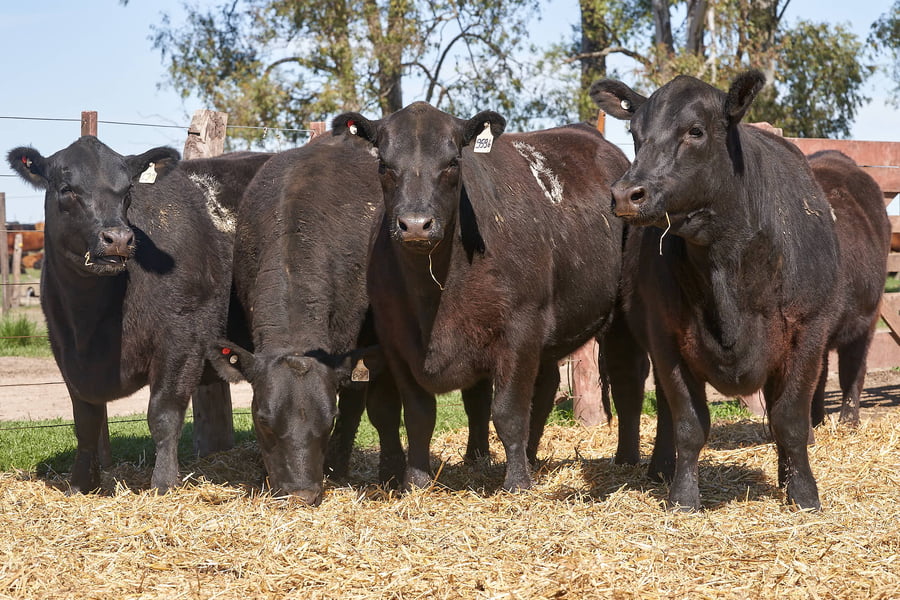 Lote "TRES MOLINOS" VAQUILLAS P.C PREÑADAS