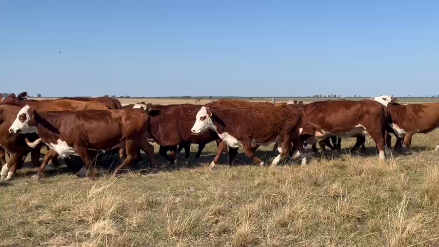 Lote 165 Vacas de invernar
