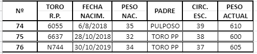 Lote TOROS ANGUS NEGRO PURO CONTROLADO
