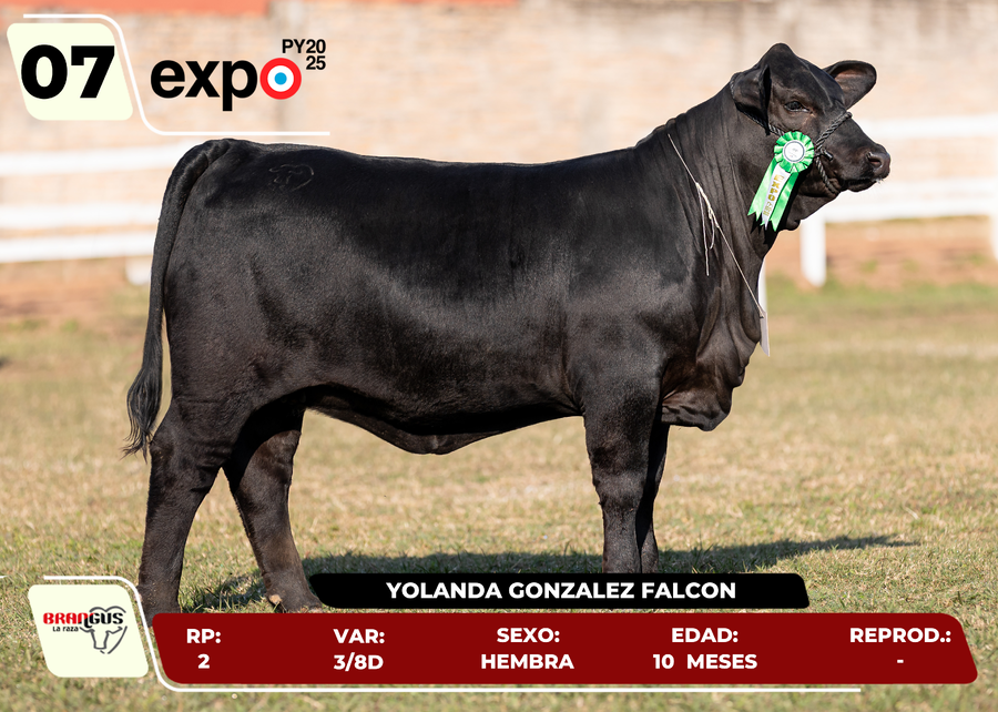 Lote LOTE 7