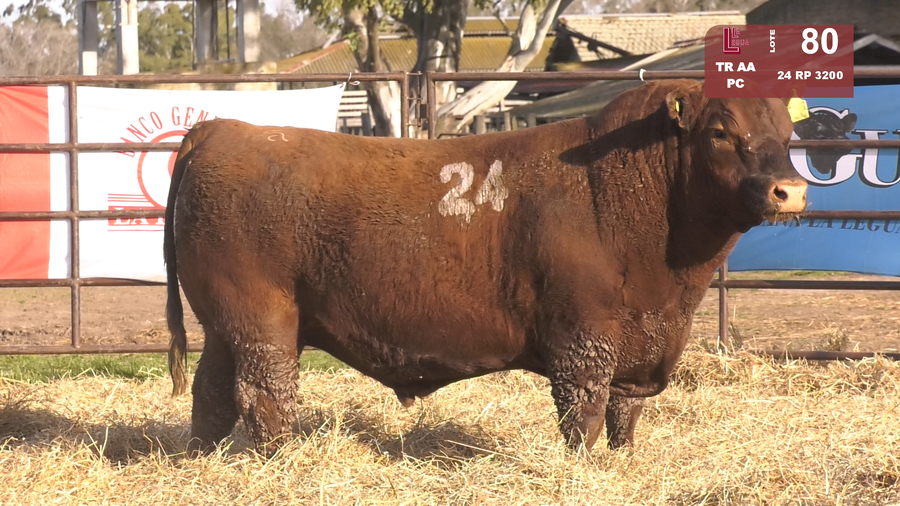 Lote TOROS ANGUS COLORADOS  PC
