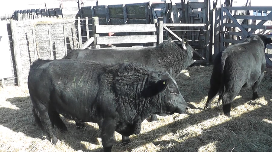 Lote 3 Toros a remate en Cabaña La Escondida de Zuberbühler, Buenos Aires