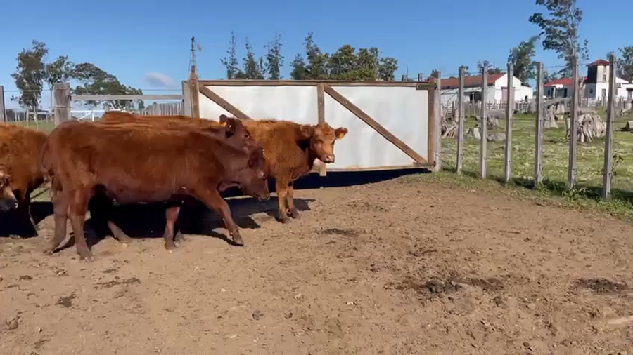 Lote (Vendido)6 Vaquillonas  ANGUS a remate en 5to remate por pantalla ENTRE MARTILLOS, San José