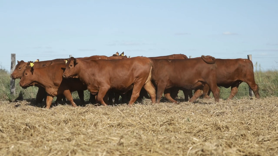 Lote Vaquilla Para Servicio