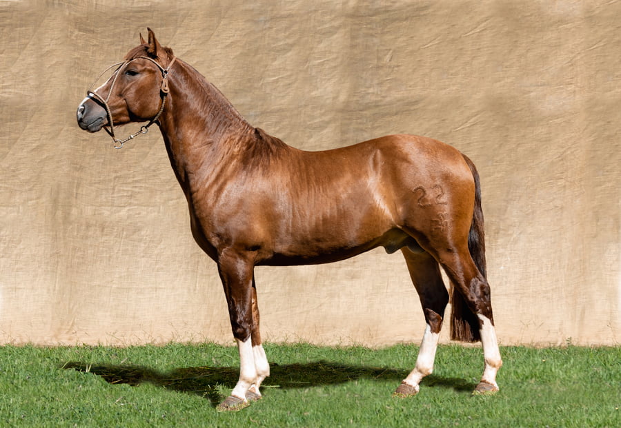 Lote GUAPO DA IGNES MARGARIDA RP 22