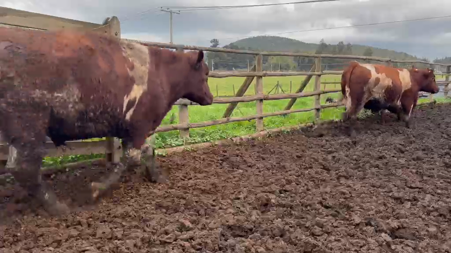 Lote 40 Novillo Gordo en Melipilla, Región Metropolitana