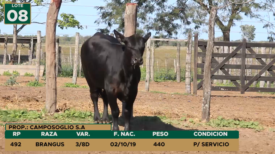Lote HEMBRAS LOTE 8