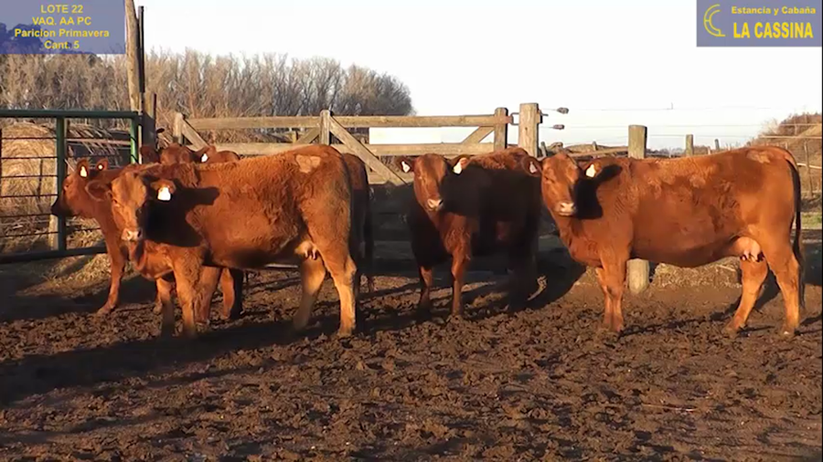 Lote VAQUILLONAS ANGUS PC PARICION AGO/SEP/OCT