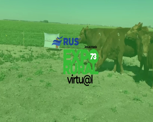 Lote VAQUILLONAS PC PREÑADAS ANGUS