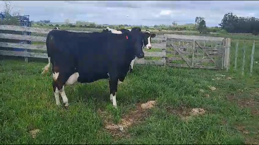 Lote 2 Vacas próximas HOLANDO a remate en 9° Entre Martillos en PACHINA