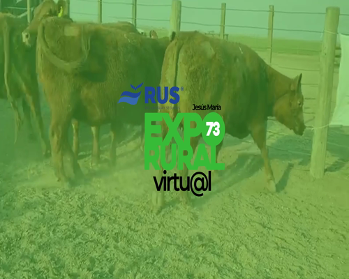 Lote VAQUILLONA PREÑADA PC ANGUS