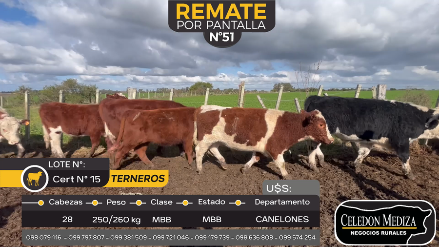 Lote 28 Terneros en Sauce, Canelones