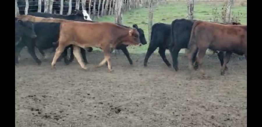 Lote 45 Terneros/as en Villaguay, Entre Ríos