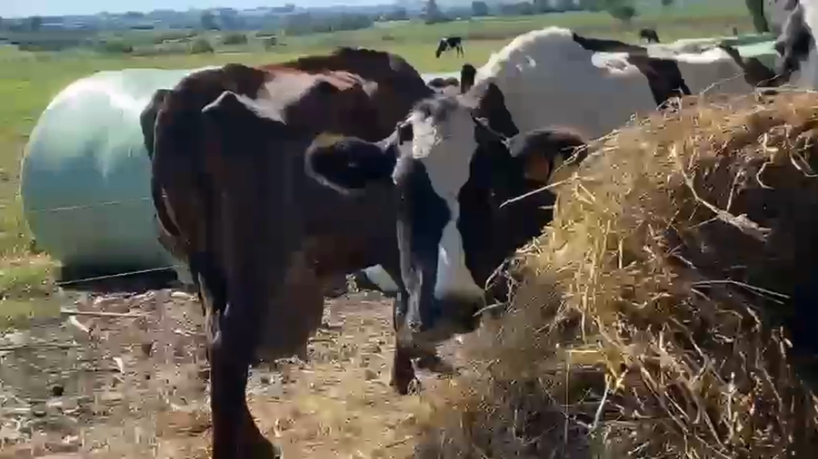 Lote 5 Vaca a remate en Pantalla Camy - Aniversario 31 Años, San José